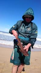 Haploblepharus fuscus