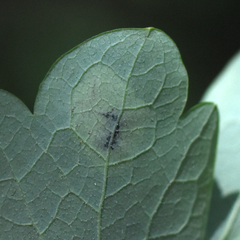 Phytomyza aquilegiae group