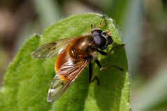 Cheilosia chrysocoma