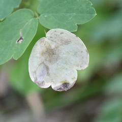 Phytomyza aquilegiae group