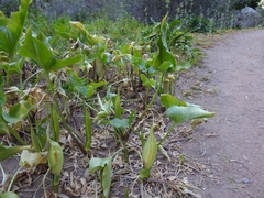 Arum concinnatum