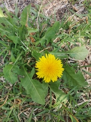 Taraxacum officinale
