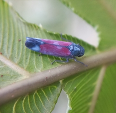 Cardioscarta flavifrons