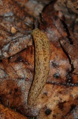 Philomycus flexuolaris