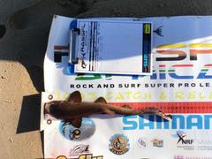 Haploblepharus fuscus