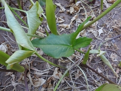 Arum concinnatum