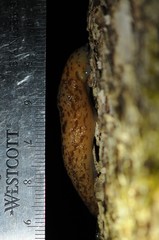 Philomycus flexuolaris