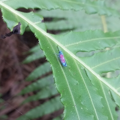 Cardioscarta flavifrons