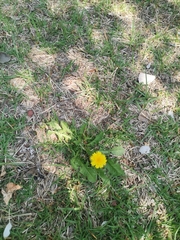 Taraxacum officinale