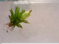 Orthotrichum diaphanum