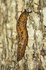 Philomycus flexuolaris