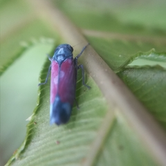 Cardioscarta flavifrons