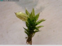 Orthotrichum diaphanum