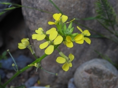 Erysimum creticum