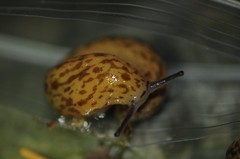 Philomycus flexuolaris