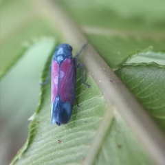 Cardioscarta flavifrons