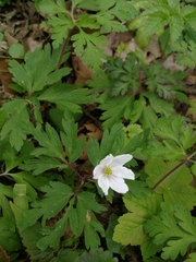 Anemonoides nemorosa