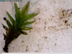 Orthotrichum diaphanum