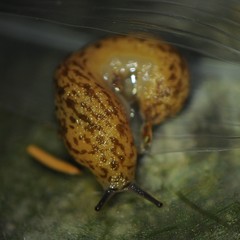 Philomycus flexuolaris