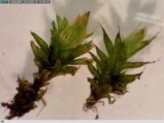 Orthotrichum diaphanum