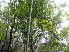 Berberis negeriana