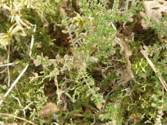 Calluna vulgaris
