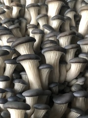 Pleurotus columbinus