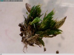 Orthotrichum diaphanum