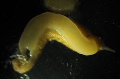 Philomycus flexuolaris