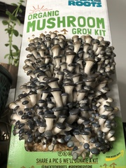Pleurotus columbinus