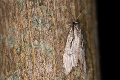 Semioscopis avellanella