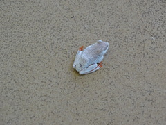 Hyperolius parallelus
