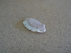 Hyperolius parallelus