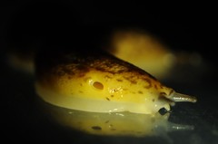 Philomycus flexuolaris