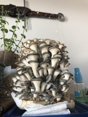 Pleurotus columbinus