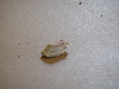 Hyperolius parallelus