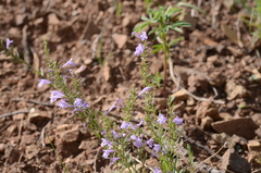Hedeoma hyssopifolia