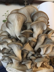 Pleurotus columbinus