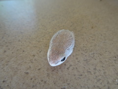 Hyperolius parallelus