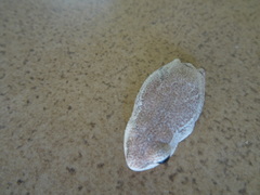 Hyperolius parallelus
