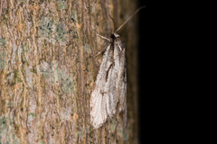 Semioscopis avellanella