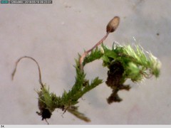 Anacamptodon splachnoides