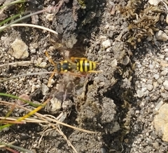 Nomada goodeniana