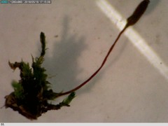 Anacamptodon splachnoides