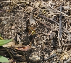 Nomada goodeniana