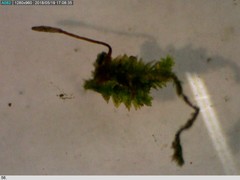 Anacamptodon splachnoides