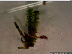 Anacamptodon splachnoides