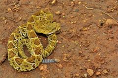 Crotalus basiliscus