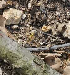 Nomada goodeniana