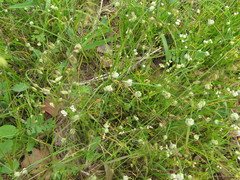 Allium canadense canadense